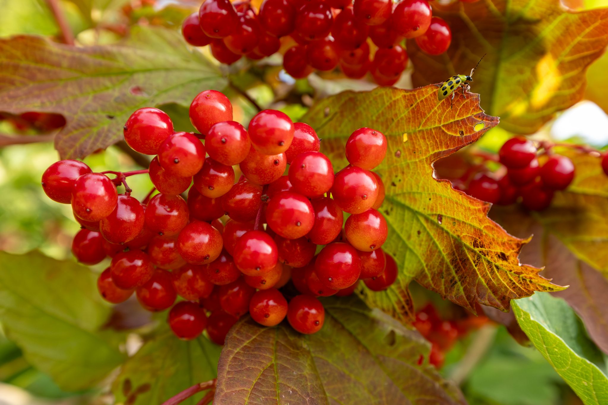 IMG 1518 Enhanced NR copy